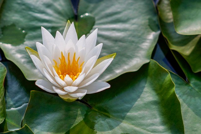 Finding Inner Peace: The Power of Meditation for Stress Relief and Resilience